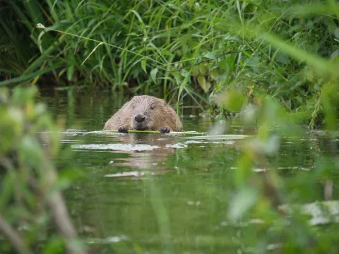 Beaver - Willy de Koning