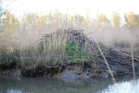 Beaver lodge - Merijn van den Hoogenhoff