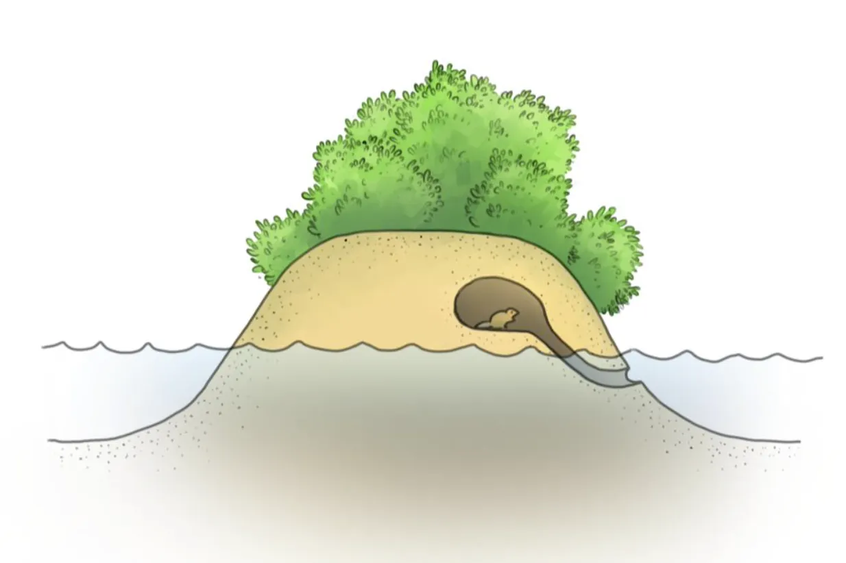 High-water refuge impression 1 - SeaBlueBird Studio